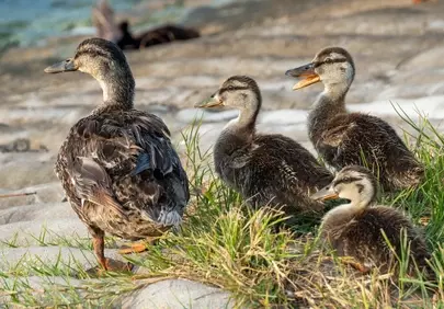 Charming Duck Family Strolling on the Shoreline