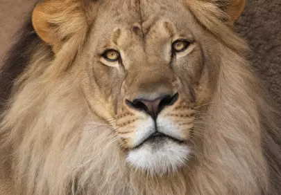 Majestic African Lion Portrait: King of the Savanna