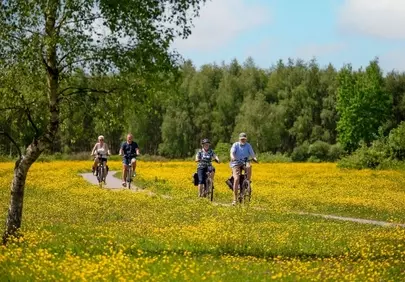 Vibrant Summer Cycling: Golden Fields and Blue Skies