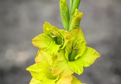 Vibrant Yellow Gladiolus: A Summer Garden's Golden Delight