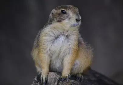 Intriguing Gaze: Curious Prairie Dog's Wild Observation