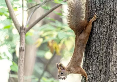 Acrobatic Red Squirrel: Upside-Down Forest Delight
