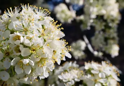 Vibrant Spring Blooms: Dazzling White Flower Clusters in Sunlight