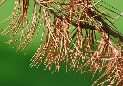 Vibrant Contrast: Dry Pine Needles Against Green Background