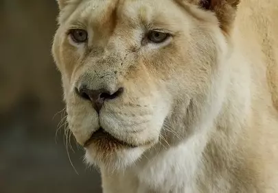 Majestic White Lioness: A Portrait of Serene Power