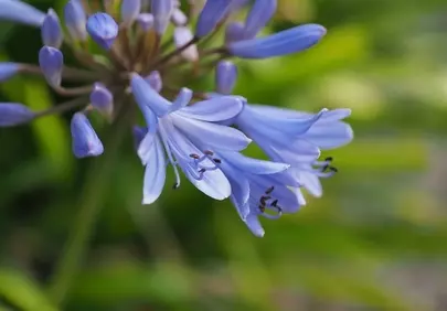 Vibrant Blue Agapanthus: A Symphony of Spring Blooms