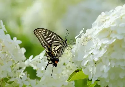 Stunning Tiger Butterfly on White Hydrangea Bloom