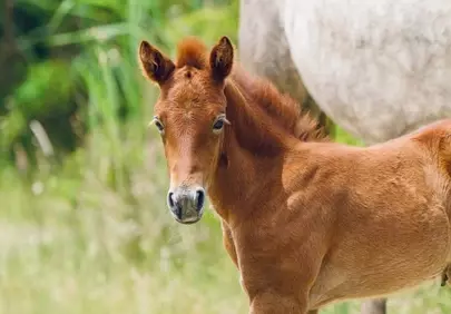 Adorable Foal's Gentle Gaze in a Spring Meadow