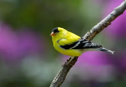 Vibrant Goldfinch Perched: A Springtime Delight