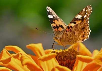 Vibrant Zinnia Blossom with Painted Lady Butterfly