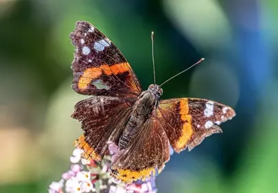 Vivid Red Admiral Butterfly on a Soft-Focus Bloom