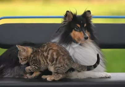 Heartwarming Duo: Shetland Sheepdog and Playful Kitten