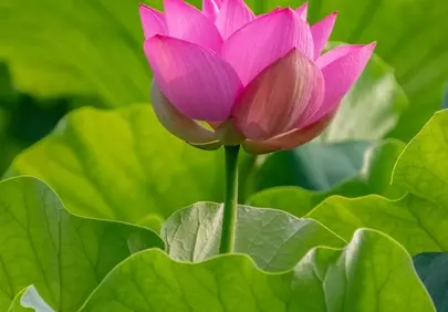 Vibrant Pink Lotus Bloom: Serene Pond Beauty