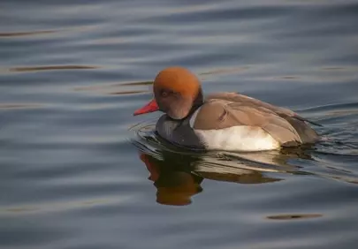 Vibrant Red-Crested Pochard: A Solitary Swim