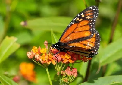 Vibrant Monarch Butterfly Nectaring on Bright Orange Flowers