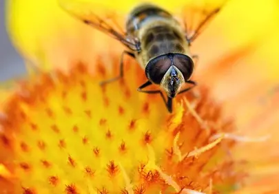Vibrant Macro: Hoverfly Foraging on a Golden Flower