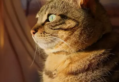 Enchanting Green Eyes: A Feline's Tranquil Gaze in Golden Light