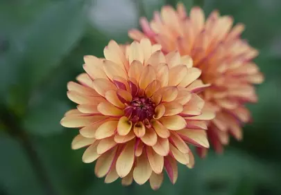 Vibrant Orange Dahlia: Summer Garden's Exquisite Bloom
