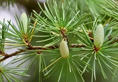 Vibrant Green Cedar Buds: Nature's Delicate Awakening
