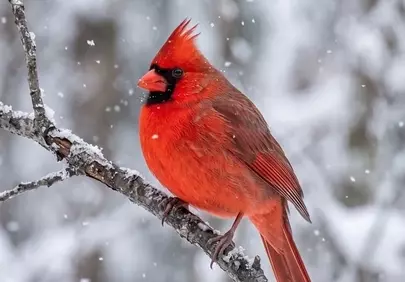 Vibrant Red Cardinal Braving Winter Snowfall