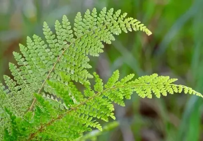 Vibrant Green Fern Fronds: Nature's Intricate Botanical Tapestry