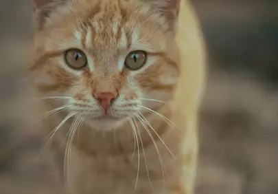 Captivating Gaze: Orange Tabby Cat with Gentle Touch
