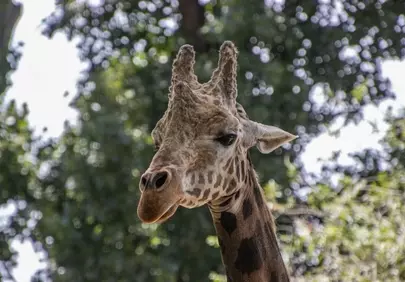 Majestic Giraffe: Nature's Towering Beauty Up Close