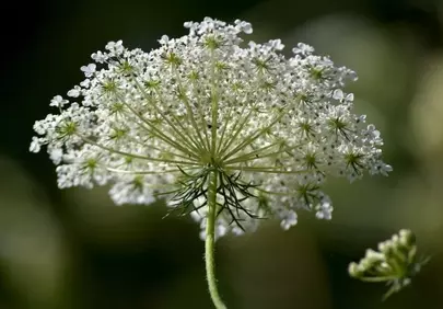 Stunning Queen Anne's Lace Macro: Delicate Summer Bloom