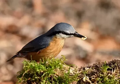 Vibrant Nuthatch Foraging: A Close-Up of Nature's Charm