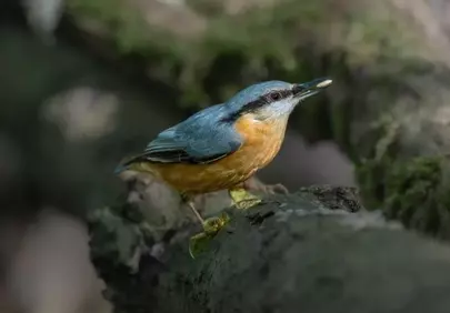 Vibrant Nuthatch Perched: Captivating Nature Wallpaper