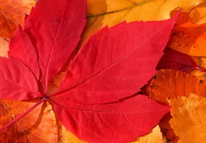 Vibrant Autumn Splendor: A Close-Up of Fiery Fall Leaves