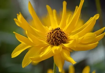 Vibrant Yellow Jerusalem Artichoke Bloom in Summer