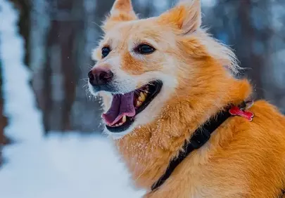 Joyful Winter Wonderland: Adorable Dog in Fresh Snow