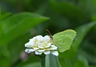 Vibrant Green Butterfly on White Zinnia in Summer Garden