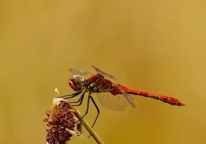 Vibrant Red Dragonfly Perched in Golden Hour Nature Macro
