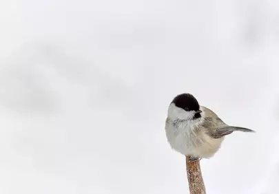 Charming Titmouse: Winter's Minimalist Beauty Perched