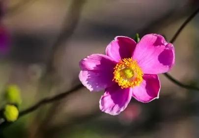Vibrant Pink Japanese Anemone: Autumn's Delicate Bloom
