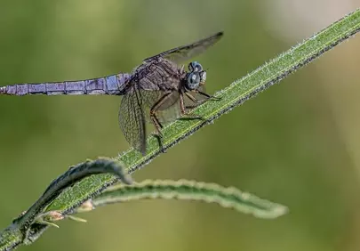 Stunning Blue Dragonfly Macro: Nature's Delicate Hunter