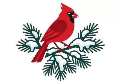 Vibrant Red Cardinal Perched on Snow-Kissed Spruce Branch