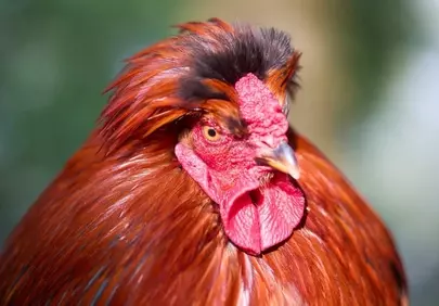 Vibrant Rooster Close-Up: Nature's Fiery Farm King