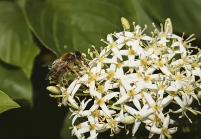 Vibrant Pollination: Bee's Busy Dance on White Blooms