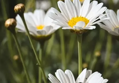 Vibrant Daisy Macro: Pollination in Action