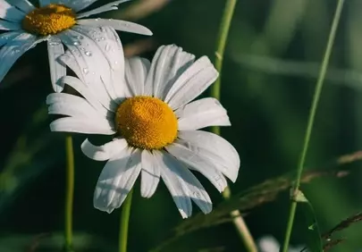 Stunning Dew-Kissed Daisies: A Vibrant Spring Meadow