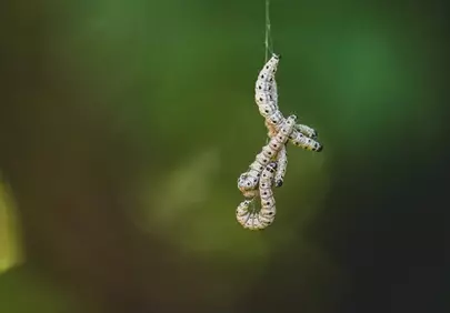 Captivating Macro: Larvae Hanging on Silk Thread in Nature