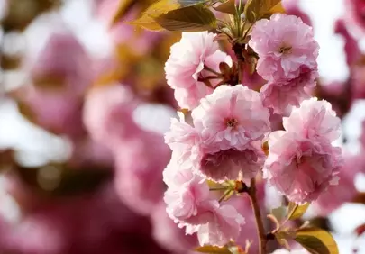 Enchanting Pink Cherry Blossoms in Full Spring Bloom