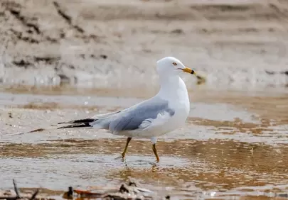 Graceful Ring-billed Gull Pondering on a Serene Beach
