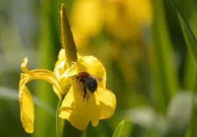 Vibrant Pollination: Bee on Golden Iris in Spring Garden