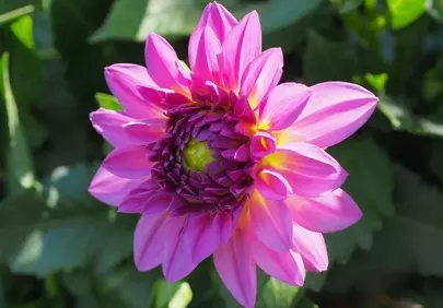 Vibrant Pink Dahlia: Summer's Blooming Macro Beauty