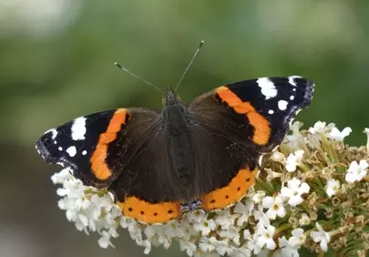 Vibrant Admiral Butterfly Pollinating Summer Blooms