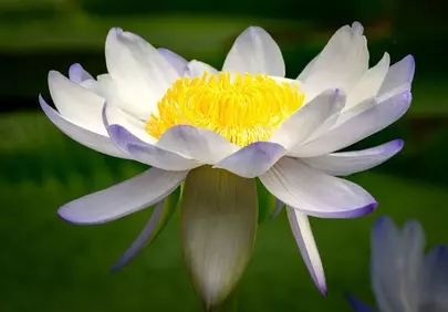 Stunning Water Lily: A Close-Up of Nature's Delicate Beauty
